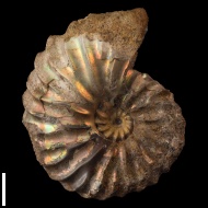 Arcthoplites cf. bogoslowskyi