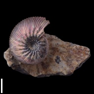 Craspedodiscus  sp.