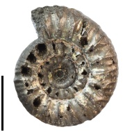 Prorasenia  sp.