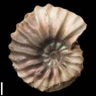 Arcthoplites  gerassimovi