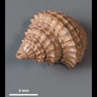 Gerasimovcyclus  sp.