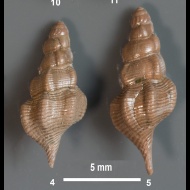 Pietteia  sp.