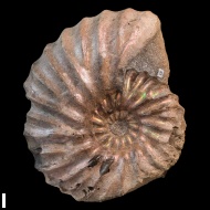 Arcthoplites  gerassimovi