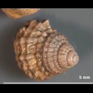 Gerasimovcyclus  lahuseni