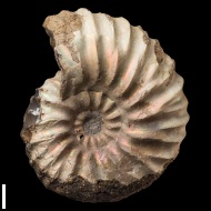 Arcthoplites  gerassimovi