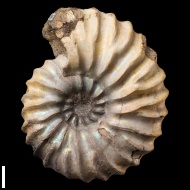 Arcthoplites  gerassimovi