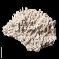 Syringopora  sp.