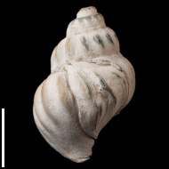 Buccinum  sp.