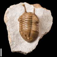 Asaphus  kowalewskii