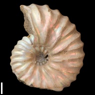 Arcthoplites  gerassimovi