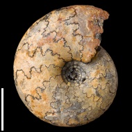 Temnoptychites  elegans