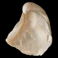 Gryphaea  dilatata