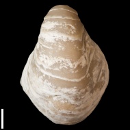 Gryphaea  dilatata