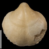 Cleiothyridina  sp.