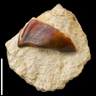 Ptyctodus  sp.
