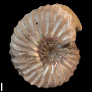 Arcthoplites  bogoslowskyi