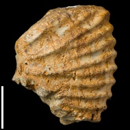 Longaeviceras  sp.