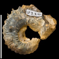 Kosmoceras  sp.