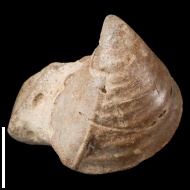 Trigonia  sp.