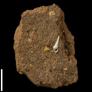 Turricaspia  spica