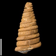 Nerinea  astrachanica