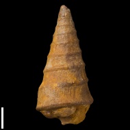 Nerinea  astrachanica