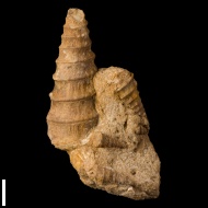 Nerinea  astrachanica