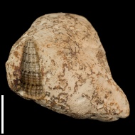 Cryptaulax  sp.