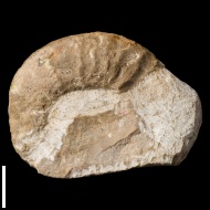 Tirolites  cassianus
