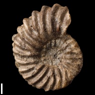 Hoplites  dentatus