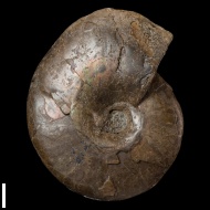 Anadesmoceras cf. strangulatum