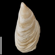Dreissena  sp.