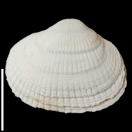 Didacna  sp.