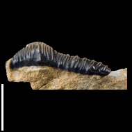 Polyacrodus  sp.