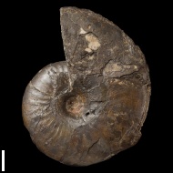 Anadesmoceras cf. strangulatum