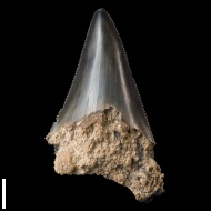 Otodus  sp.