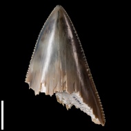 Otodus  sp.