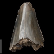 Otodus  sp.