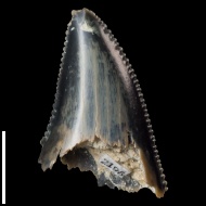Otodus  sp.