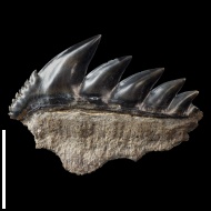 Notorhynchus cf. kempi