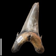 Striatolamia  sp.