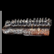 Myliobatis  sp.