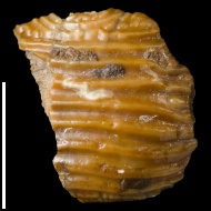 Ptychodus  sp.