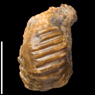 Ptychodus  sp.
