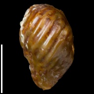 Ptychodus  sp.