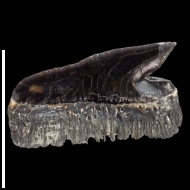 Echinorhinus  sp.