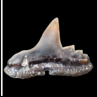 Physogaleus  sp.