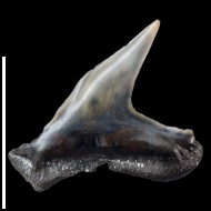 Physodon  springeri