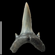 Striatolamia  sp.