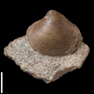 Cyprina  sp.